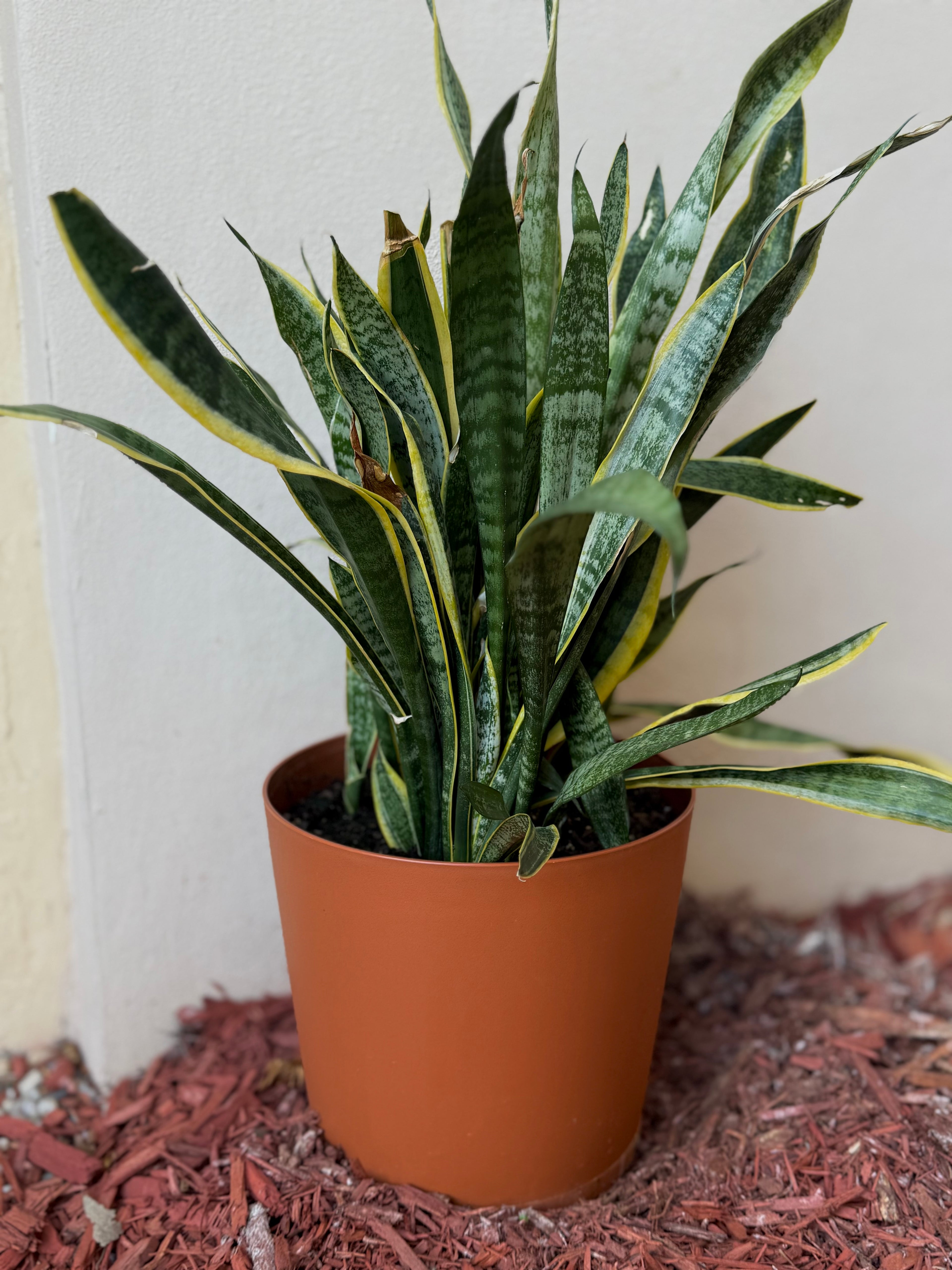 Guardiero Espiritual – Resguardo vivo para tu hogar